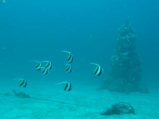 熱帯魚とクリスマスツリー